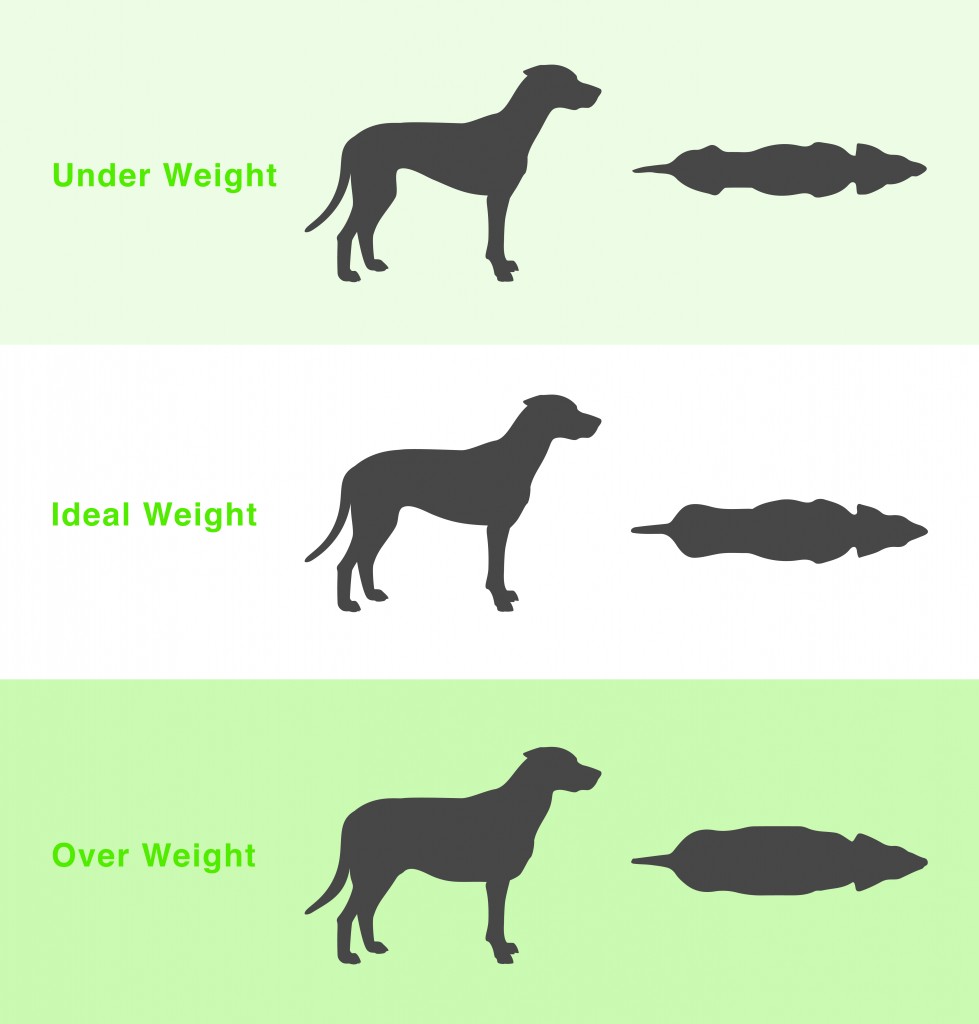 Healthy Weight Dog Chart
